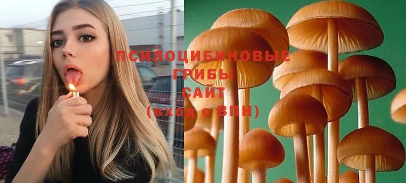 Псилоцибиновые грибы Psilocybe  Кемь 